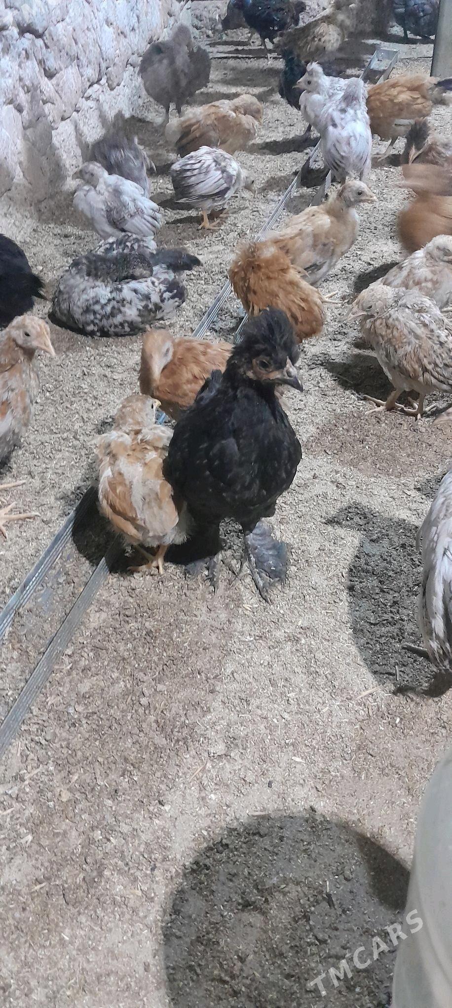 juje - Tejen - img 5