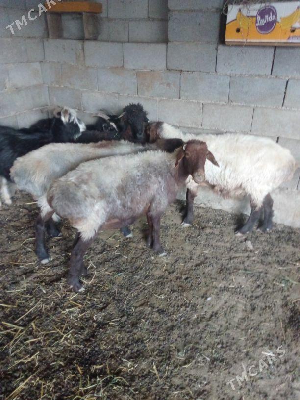 GOŶUN - Бахарден - img 1