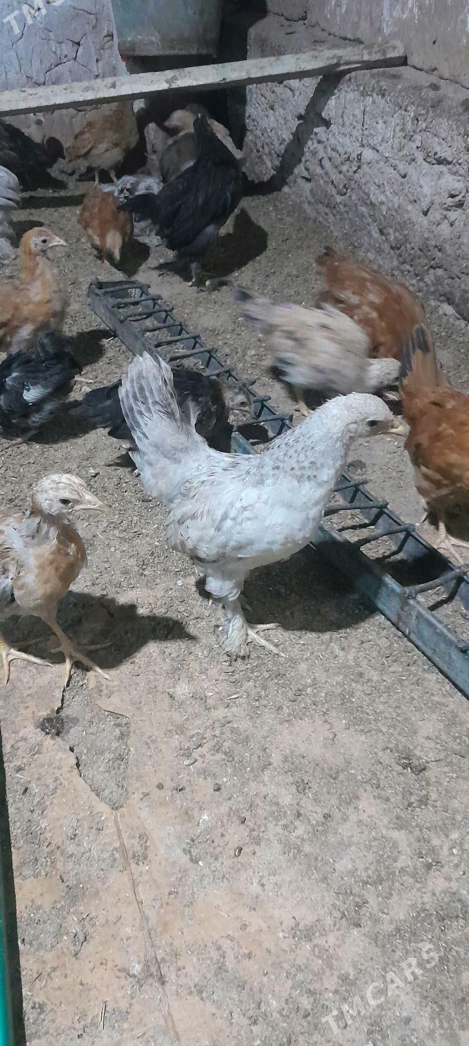 juje - Tejen - img 6