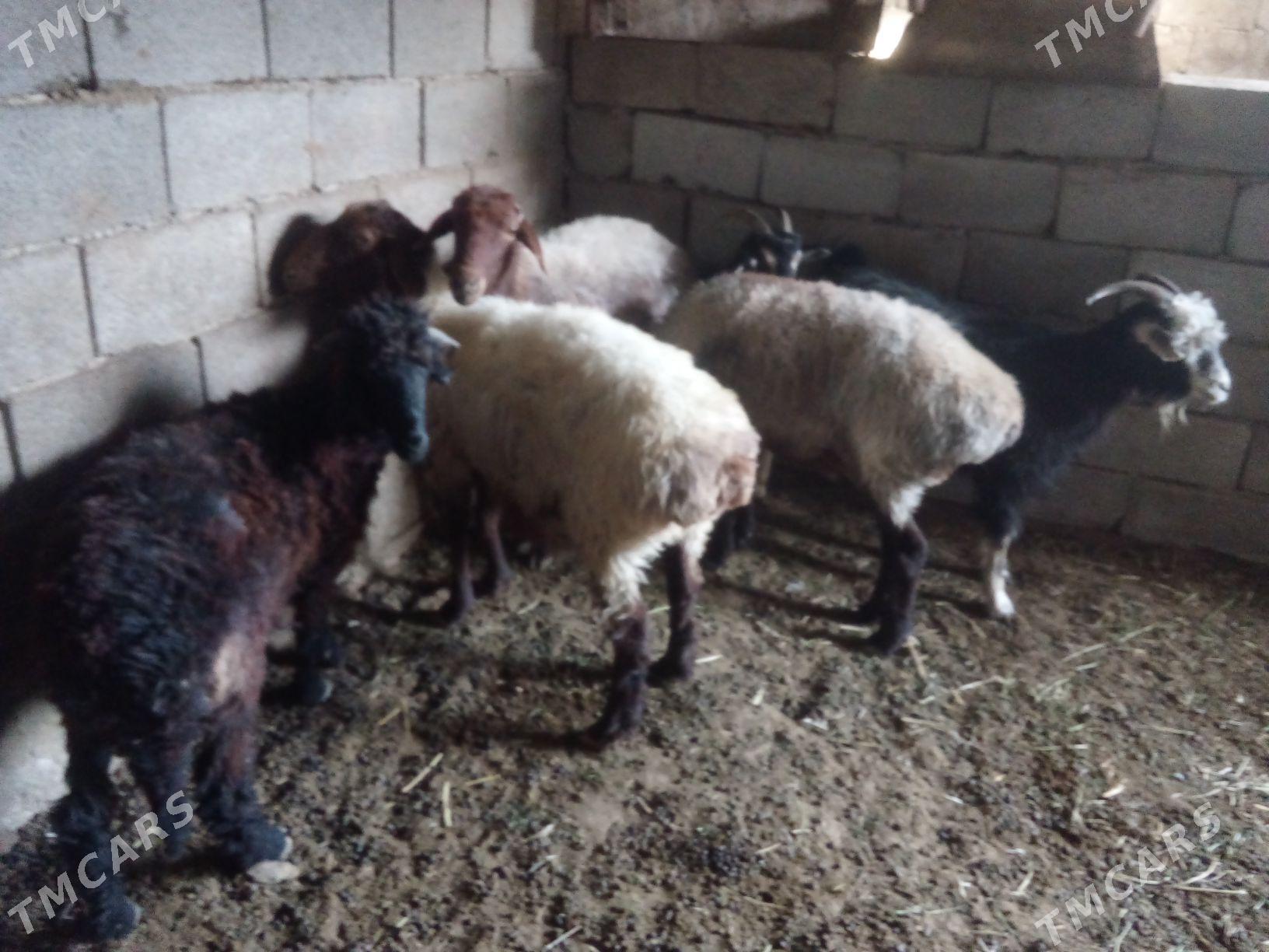 GOŶUN - Бахарден - img 2