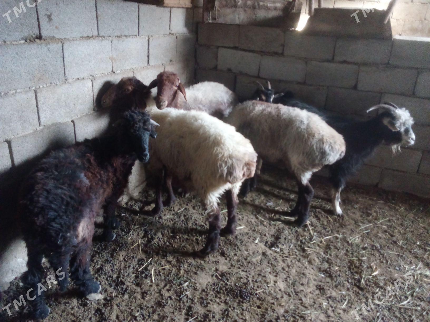 GOŶUN - Бахарден - img 3