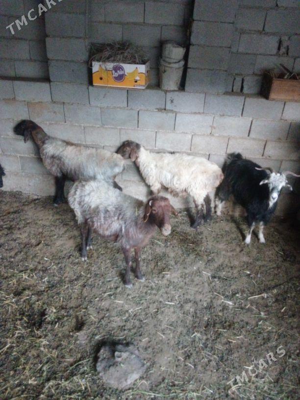 GOŶUN - Бахарден - img 4