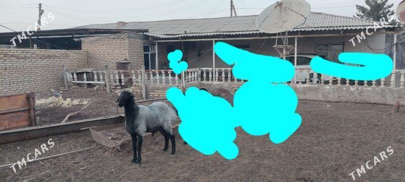 Gisar goc - Огуз хан - img 1