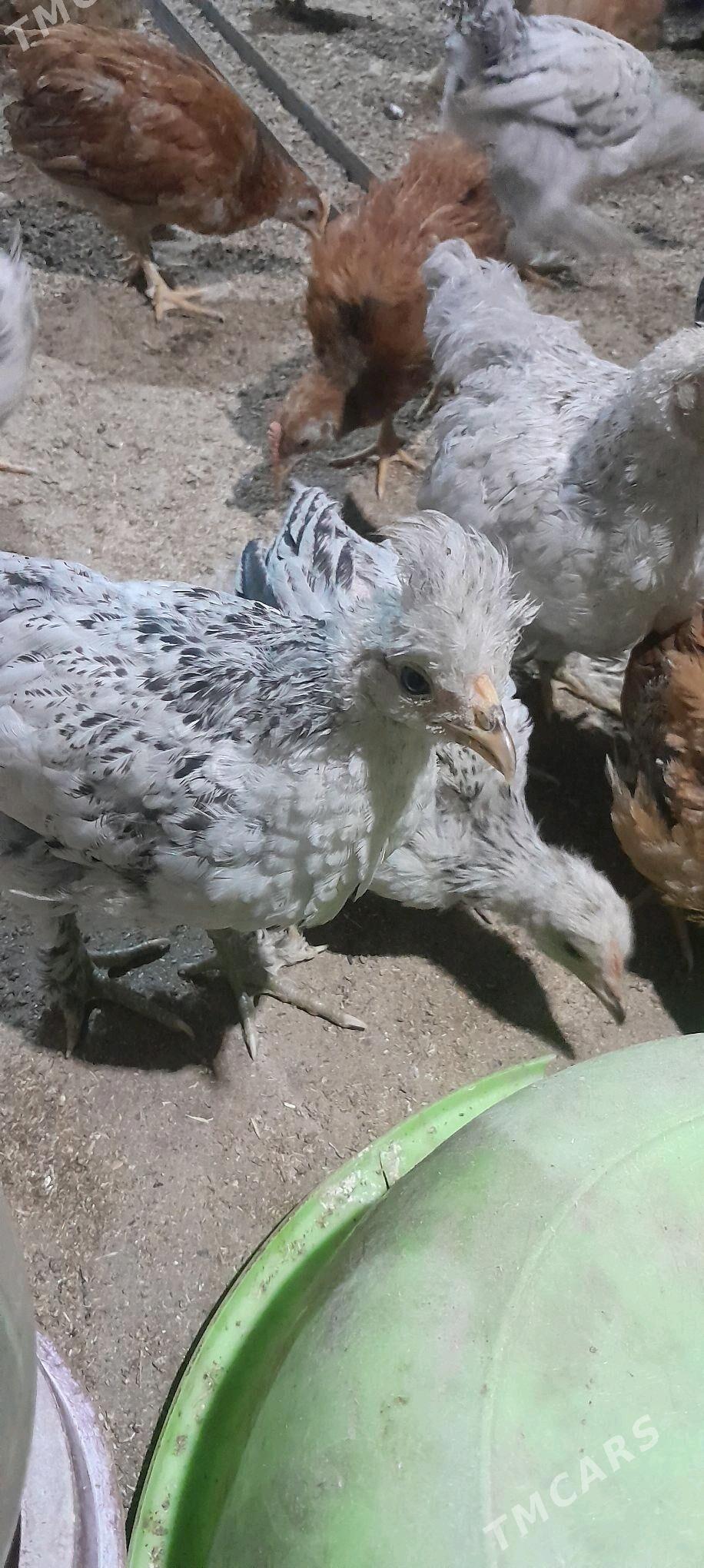 juje - Tejen - img 8