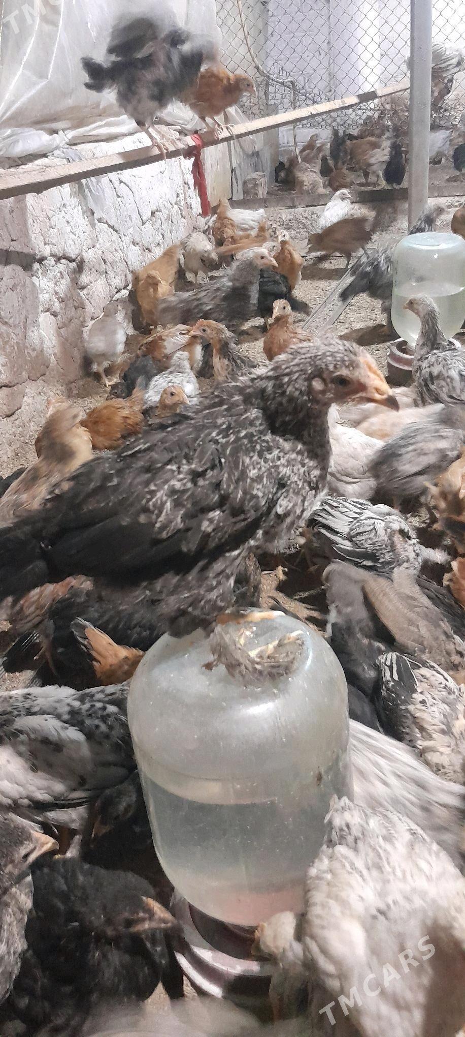 juje - Tejen - img 9