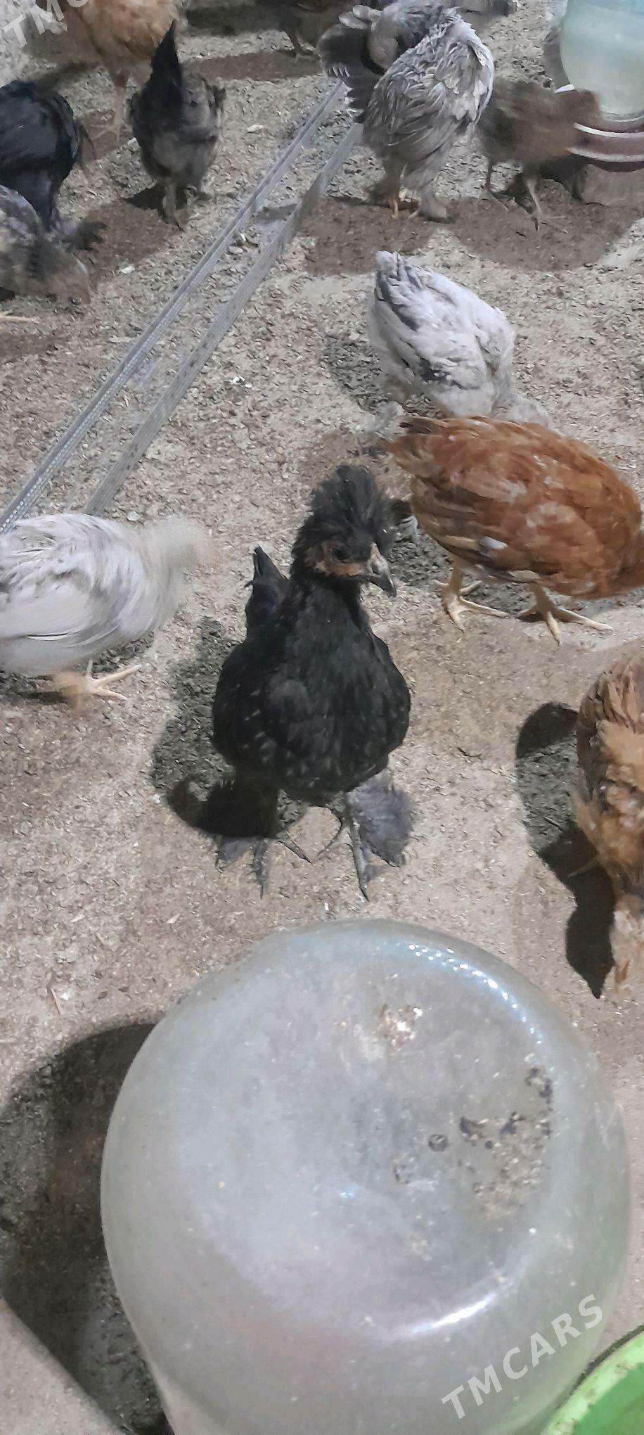 juje - Tejen - img 10