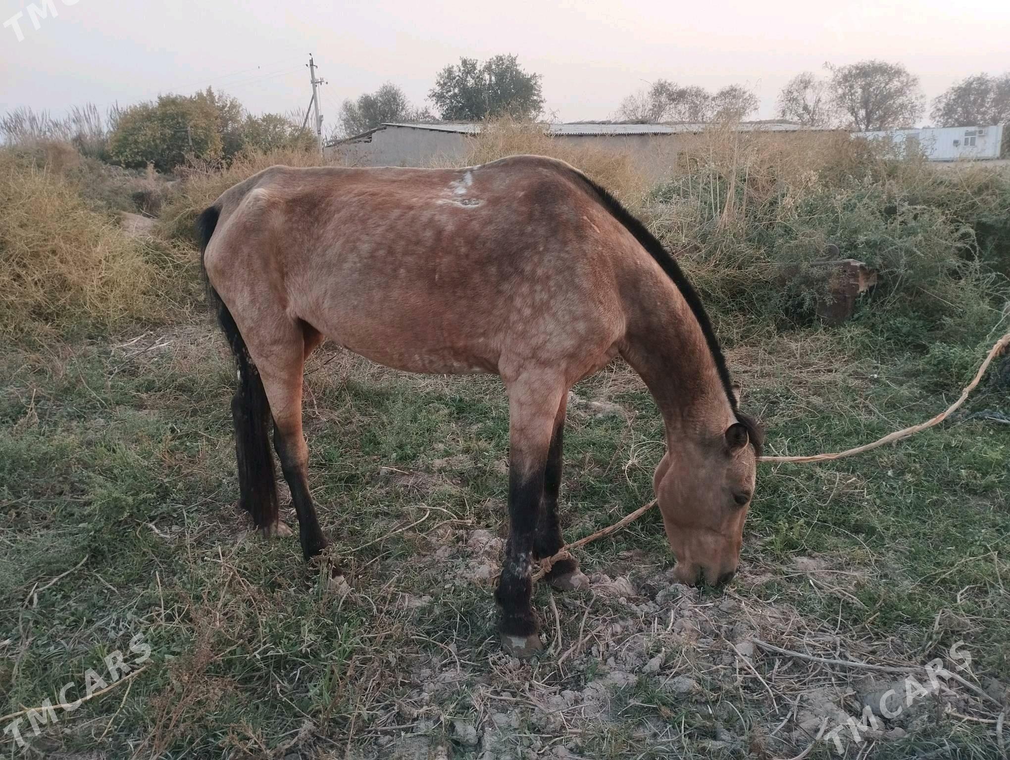 At baýtal - Wekilbazar - img 1