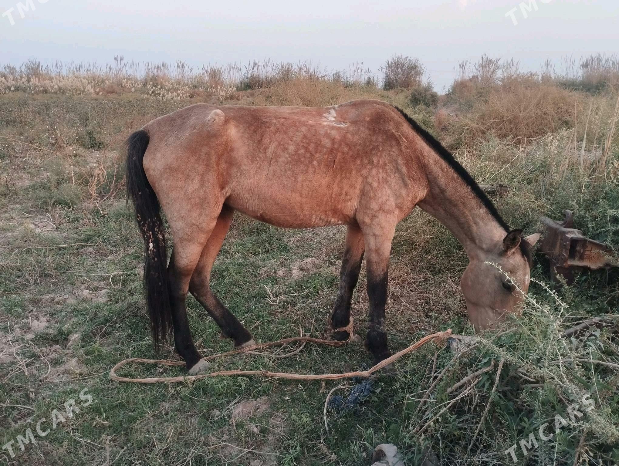 At baýtal - Векильбазар - img 2