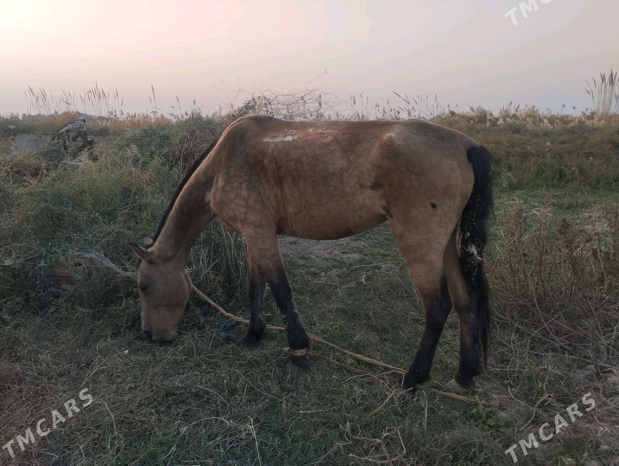 At baýtal - Векильбазар - img 4