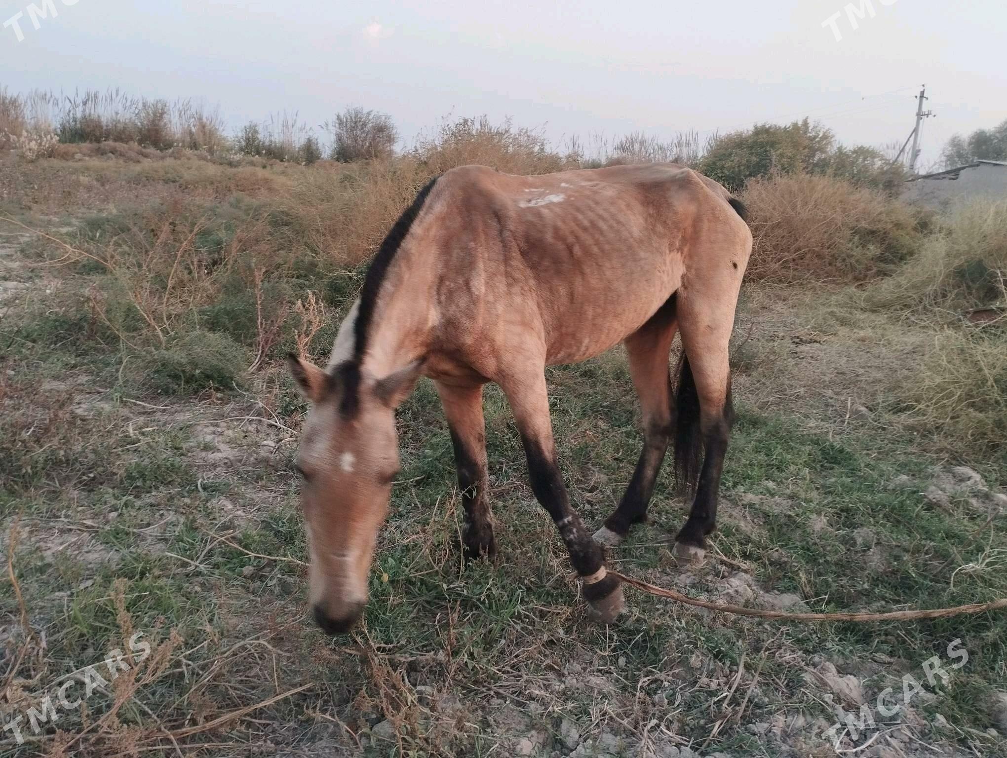 At baýtal - Векильбазар - img 3