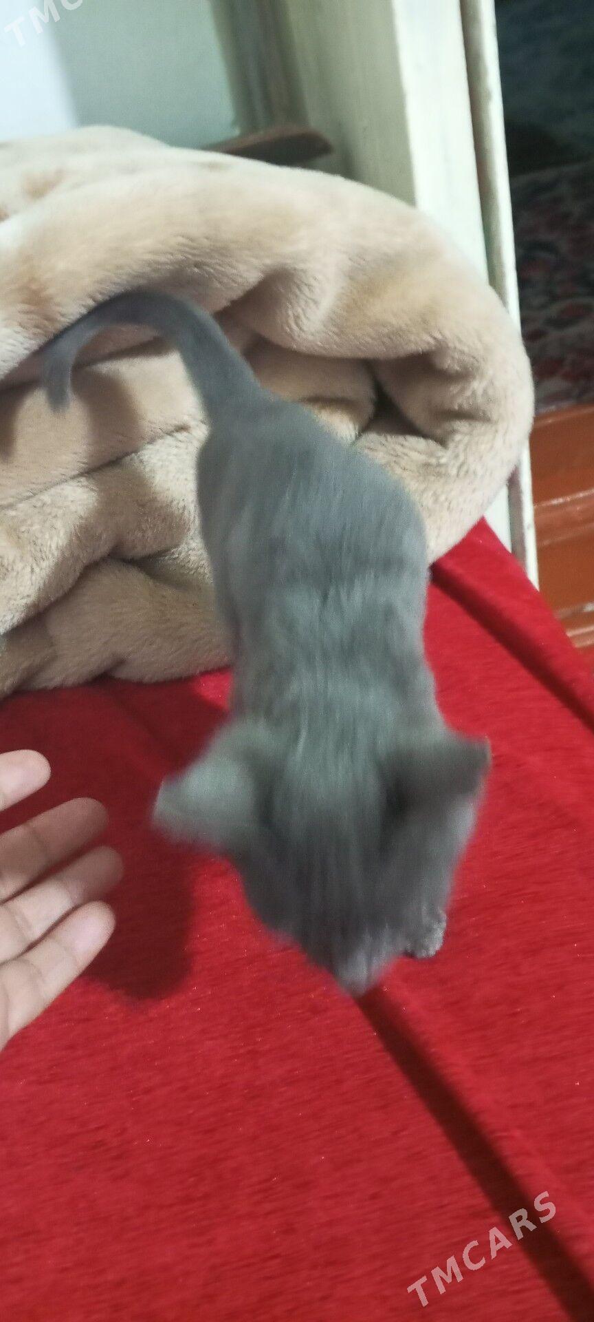 satlaniski pisik - Векильбазар - img 3