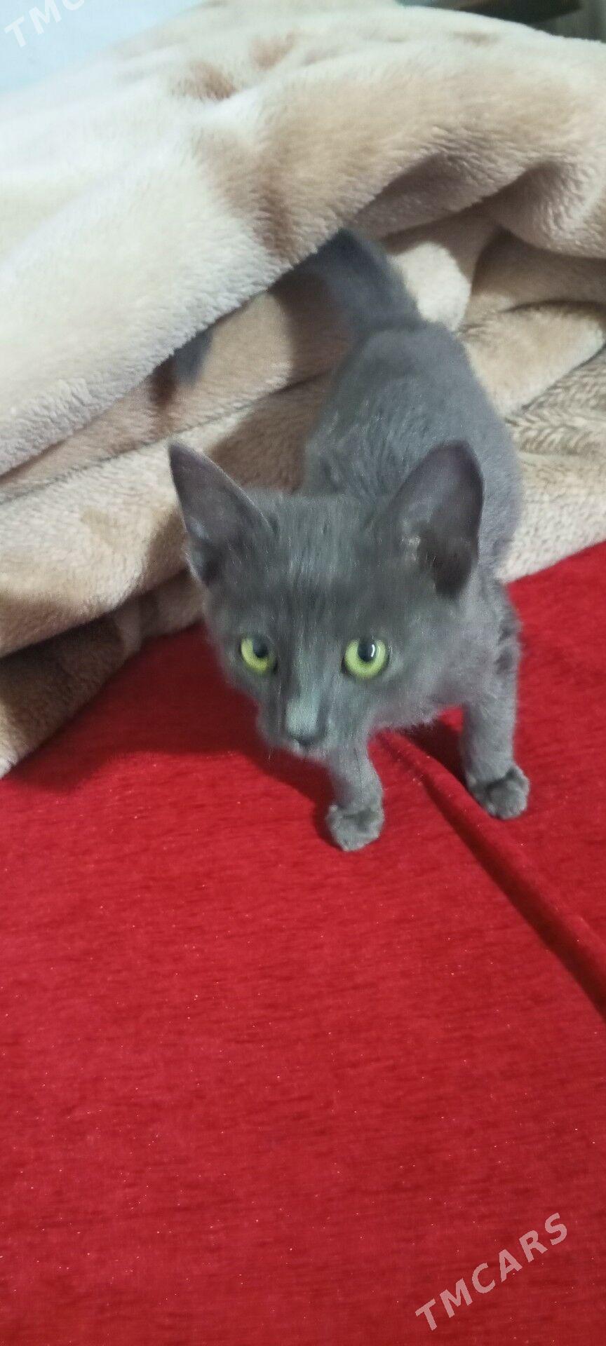 satlaniski pisik - Векильбазар - img 2