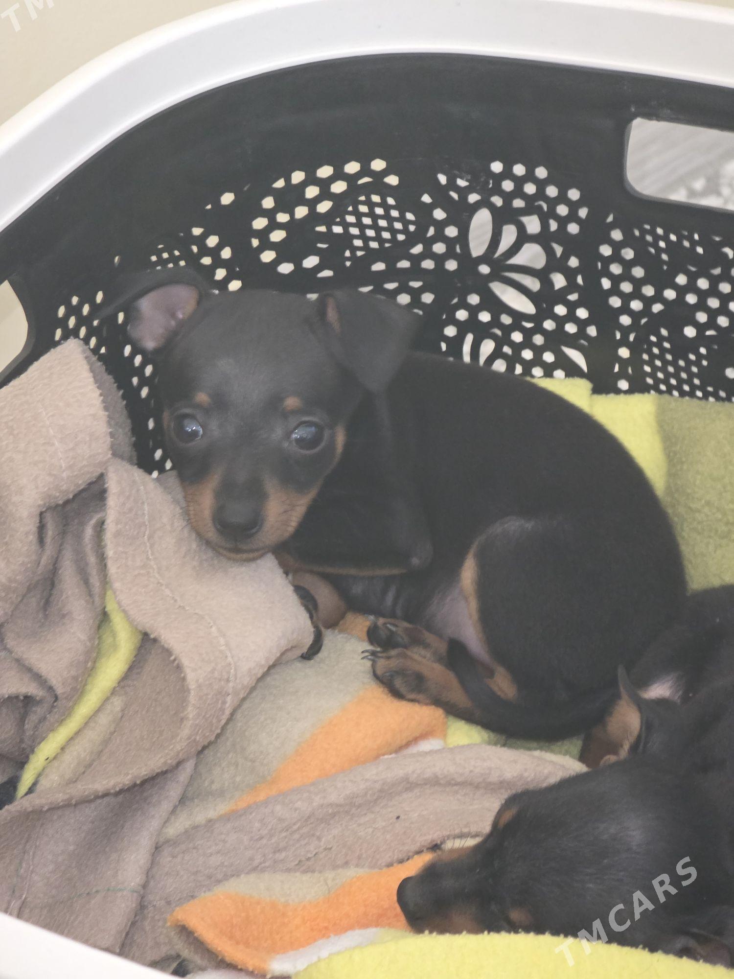 kicjik gujuk/пражская крысарни - Aşgabat - img 3