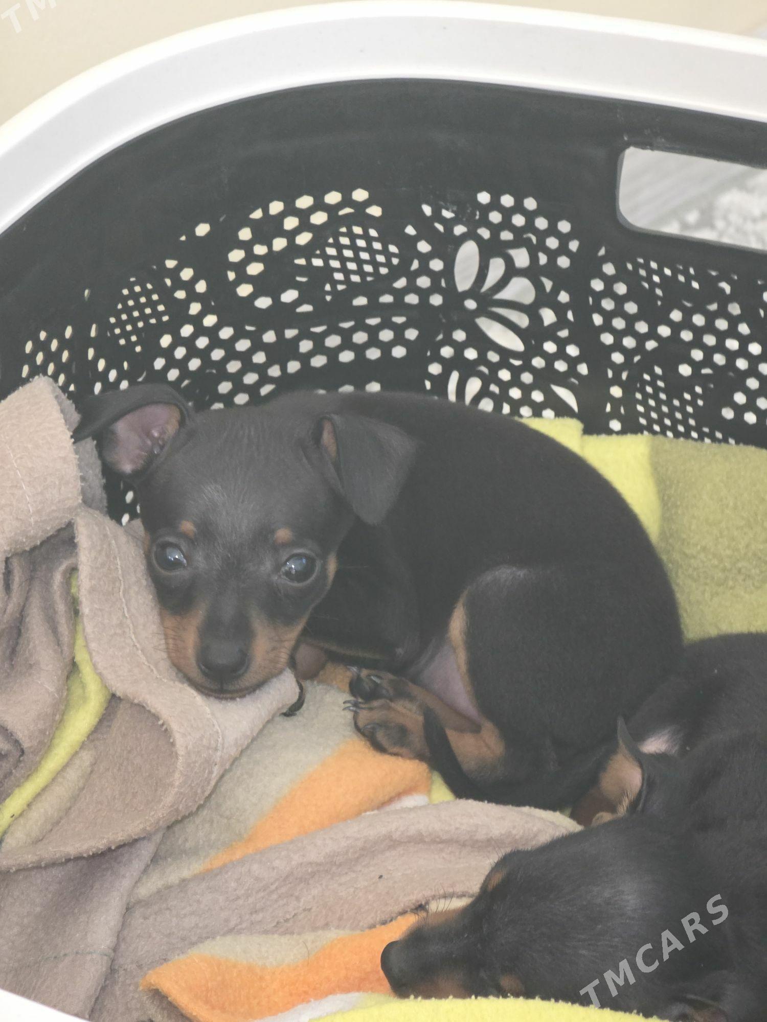 kicjik gujuk/пражская крысарни - Aşgabat - img 2