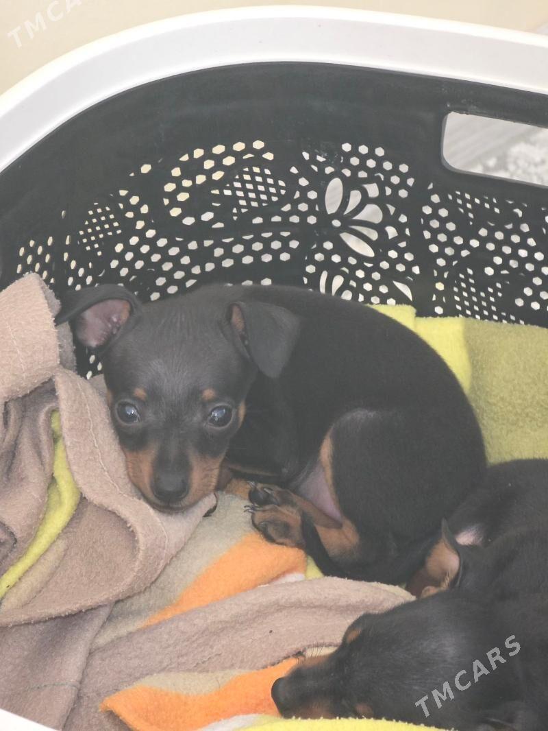 kicjik gujuk/пражская крысарни - Aşgabat - img 1