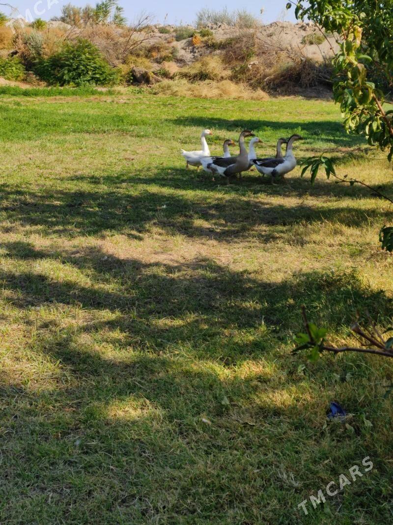 gazlar - Сейди - img 1