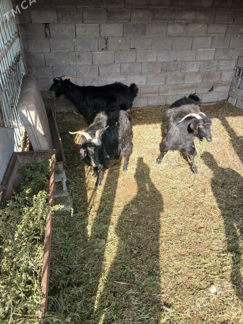 Geci - Büzmeýin - img 2