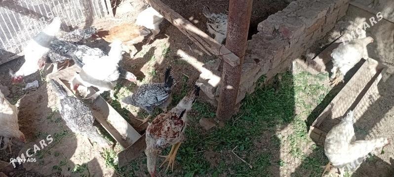 brama  juyjeler - Türkmenabat - img 1