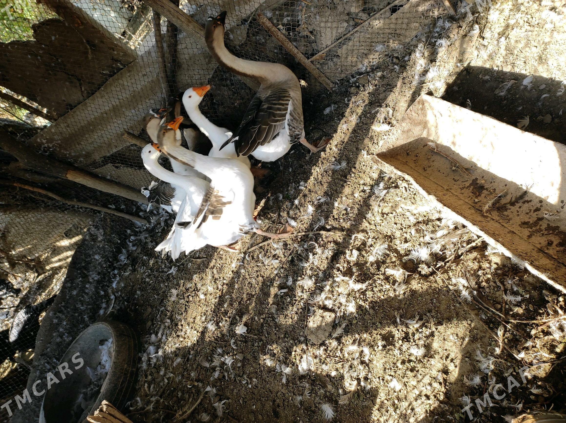 gazlar - Сейди - img 2