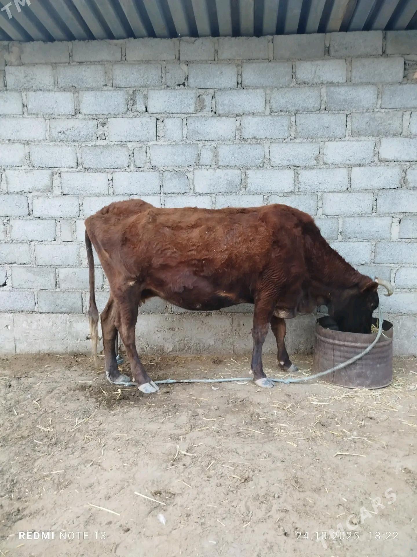 sygyr - Gumdag - img 2