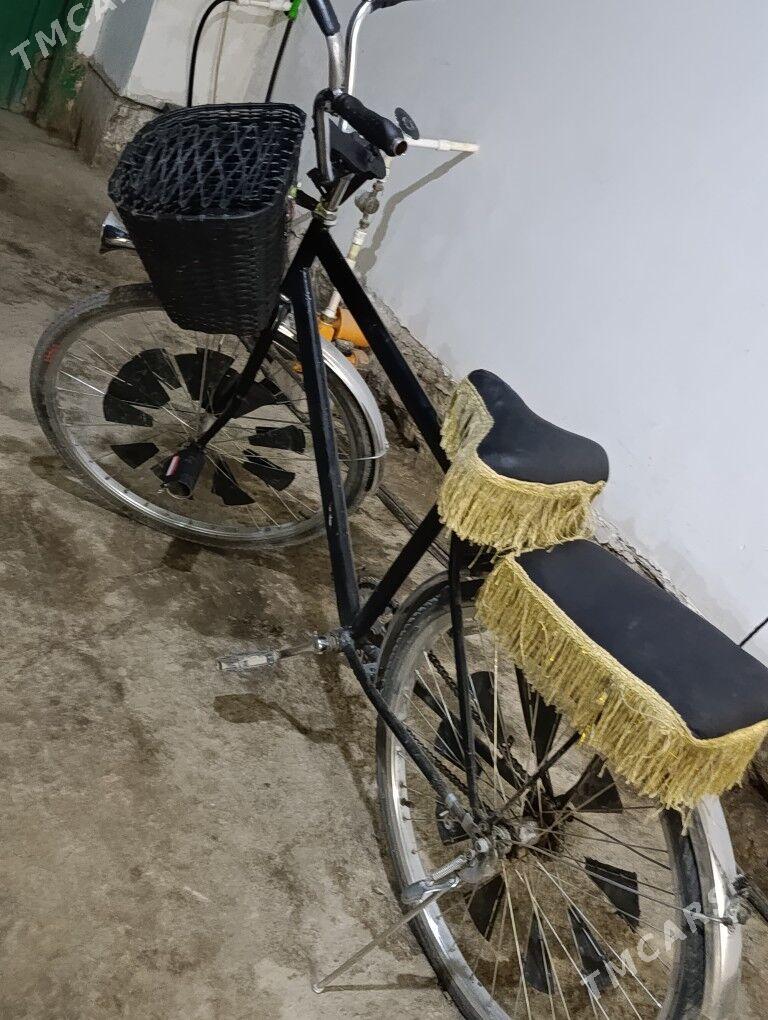 Ural tiger - Köneürgenç - img 3