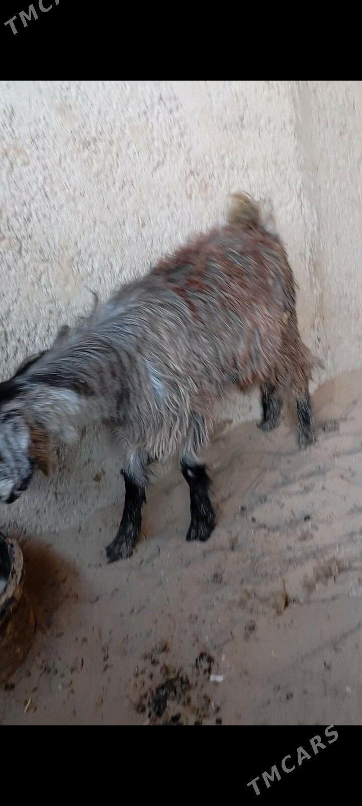 cebis - Балканабат - img 3