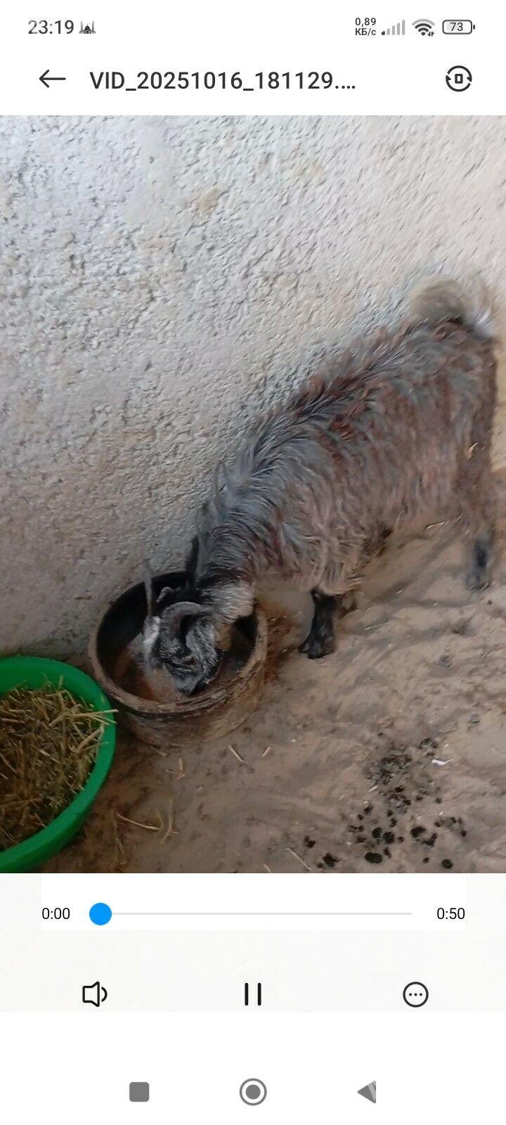 cebis - Балканабат - img 2