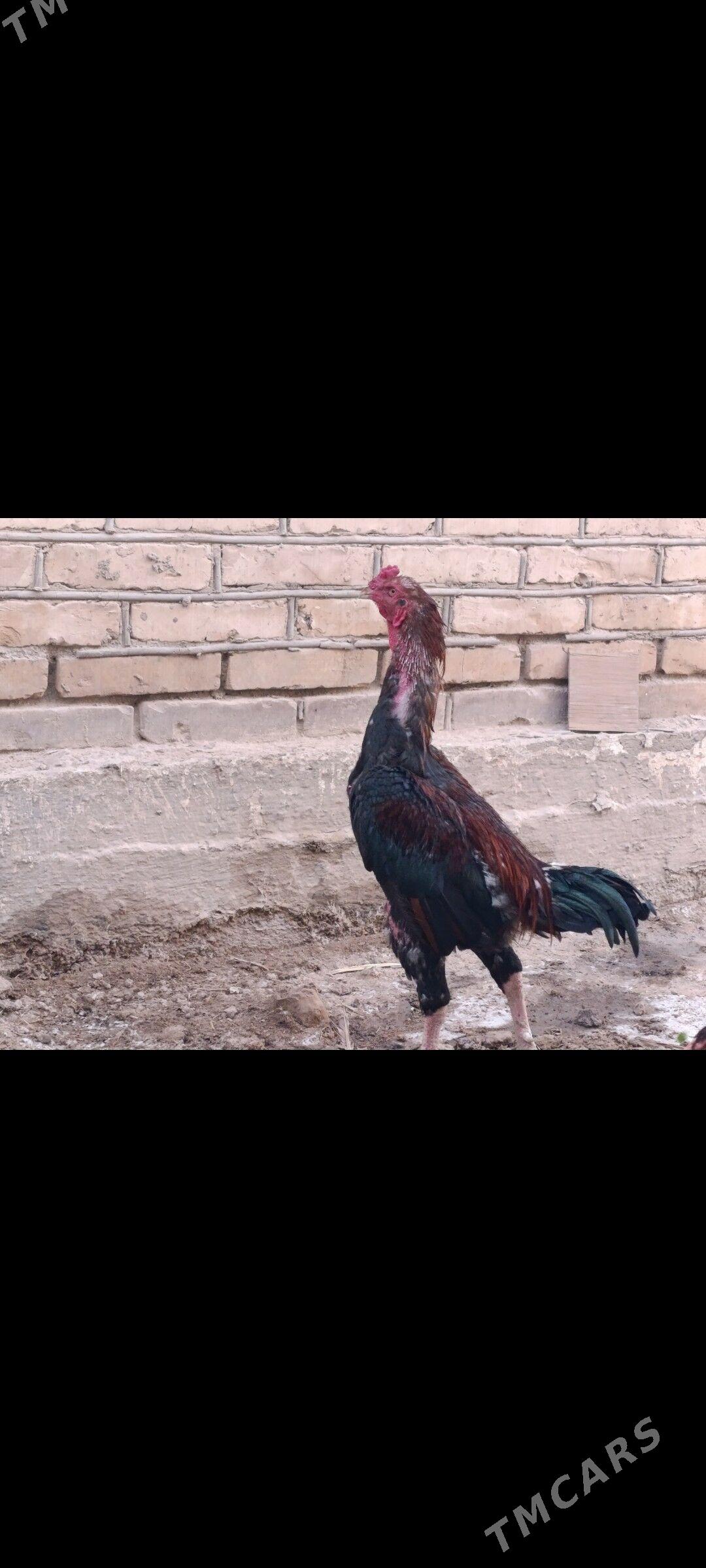 Боец хораз. - Türkmenabat - img 3