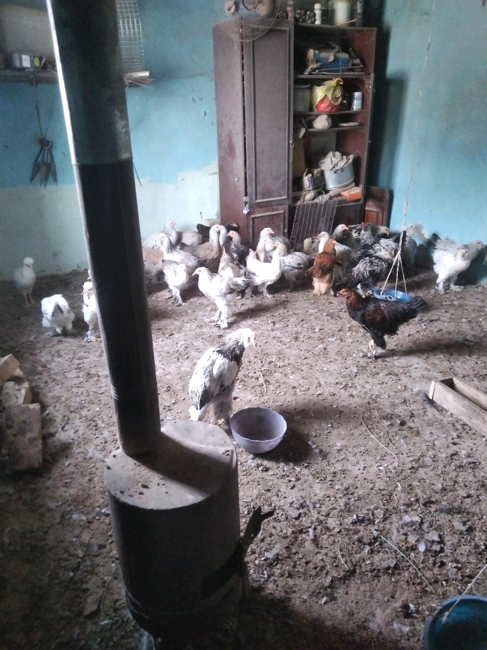 Balgar - Kaka - img 2