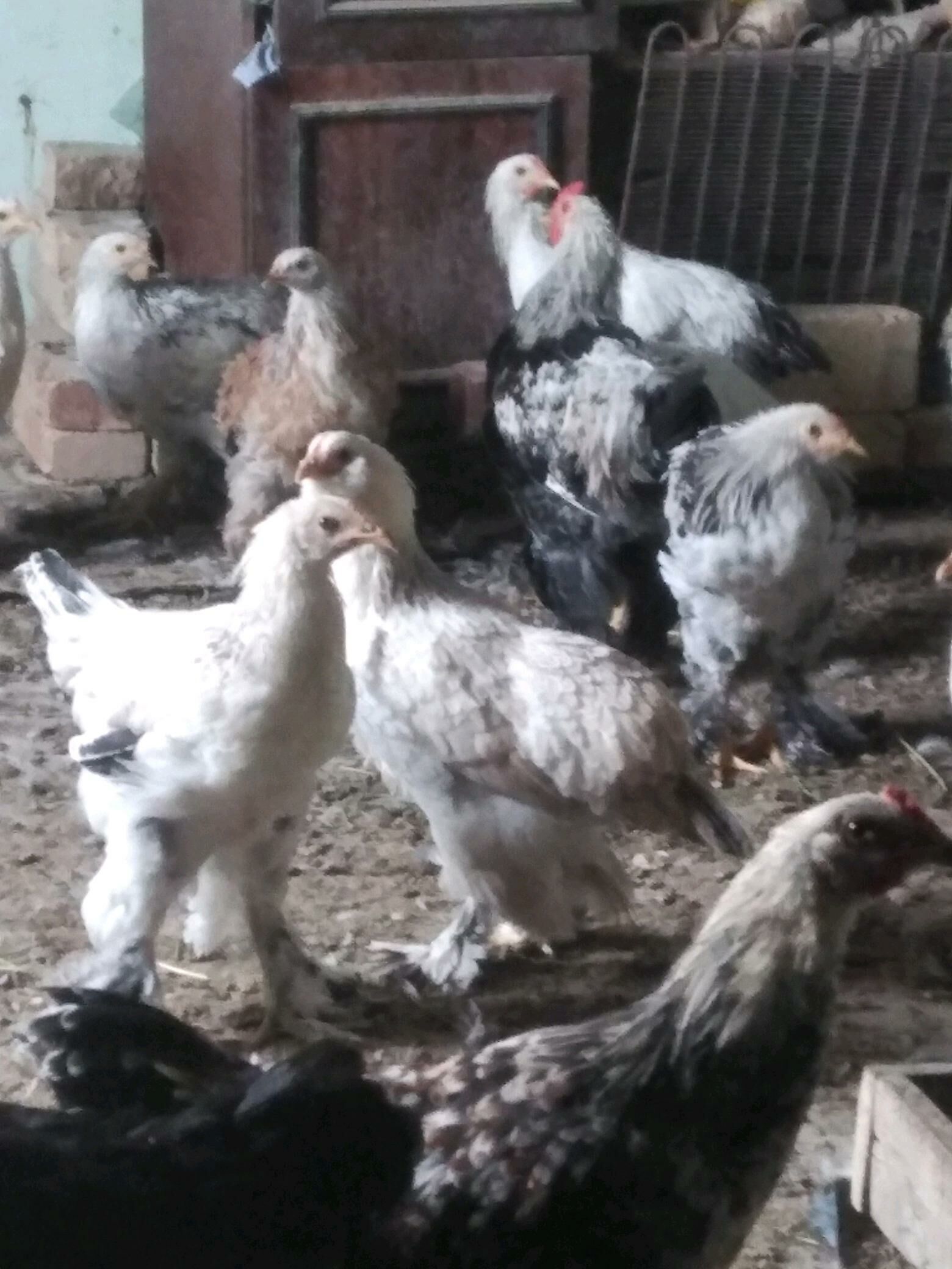 Balgar - Kaka - img 4