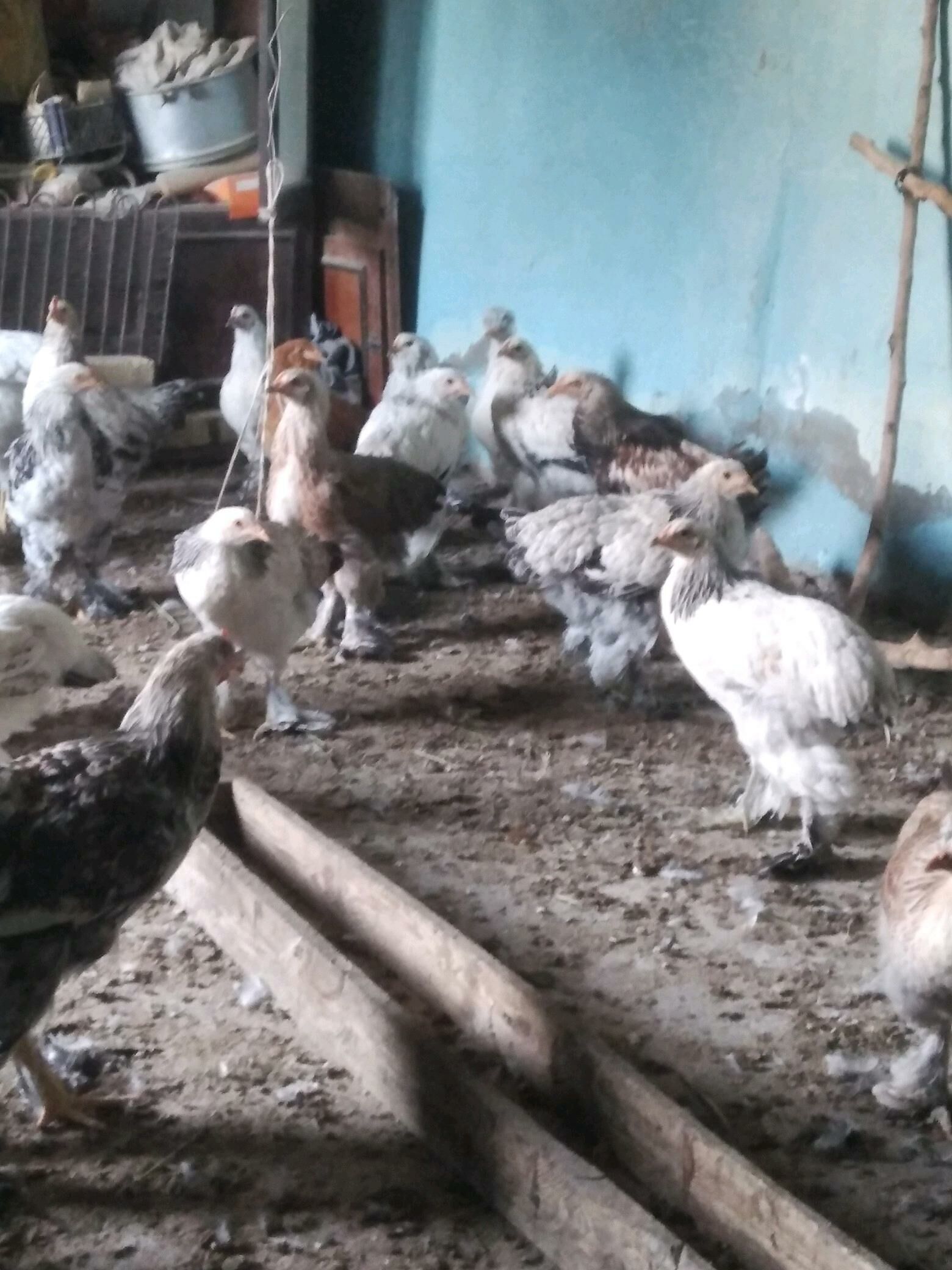 Balgar - Kaka - img 3