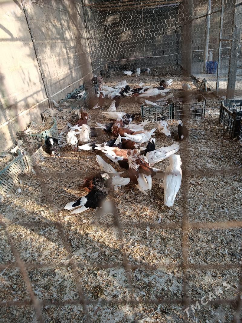 kepderi - Sarahs - img 6