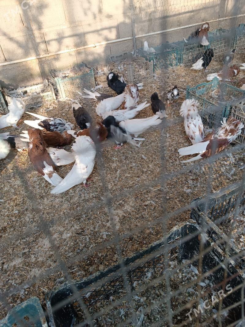 kepderi - Sarahs - img 5