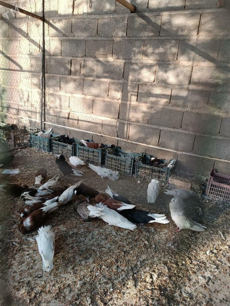 kepderi - Sarahs - img 3