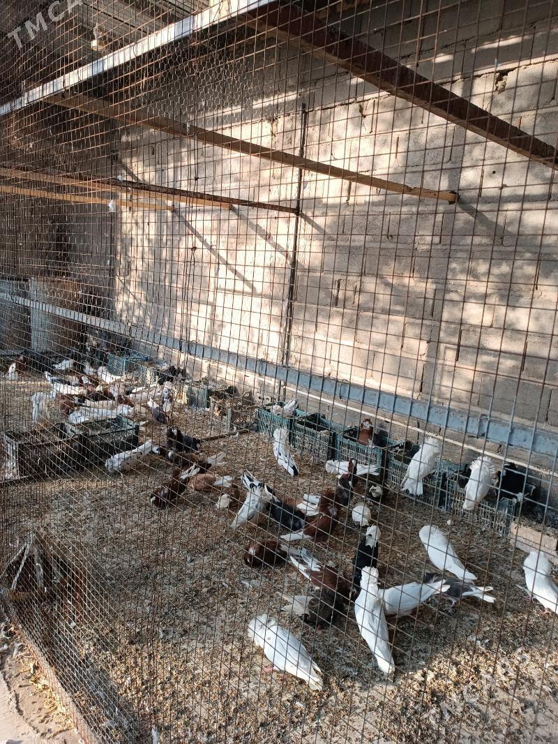 kepderi - Sarahs - img 4