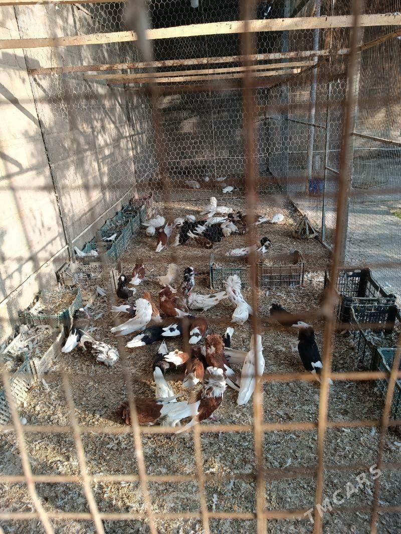 kepderi - Sarahs - img 7