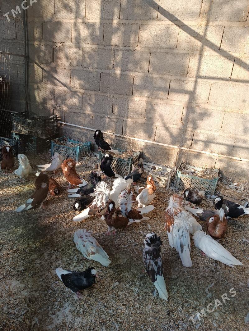 kepderi - Sarahs - img 2