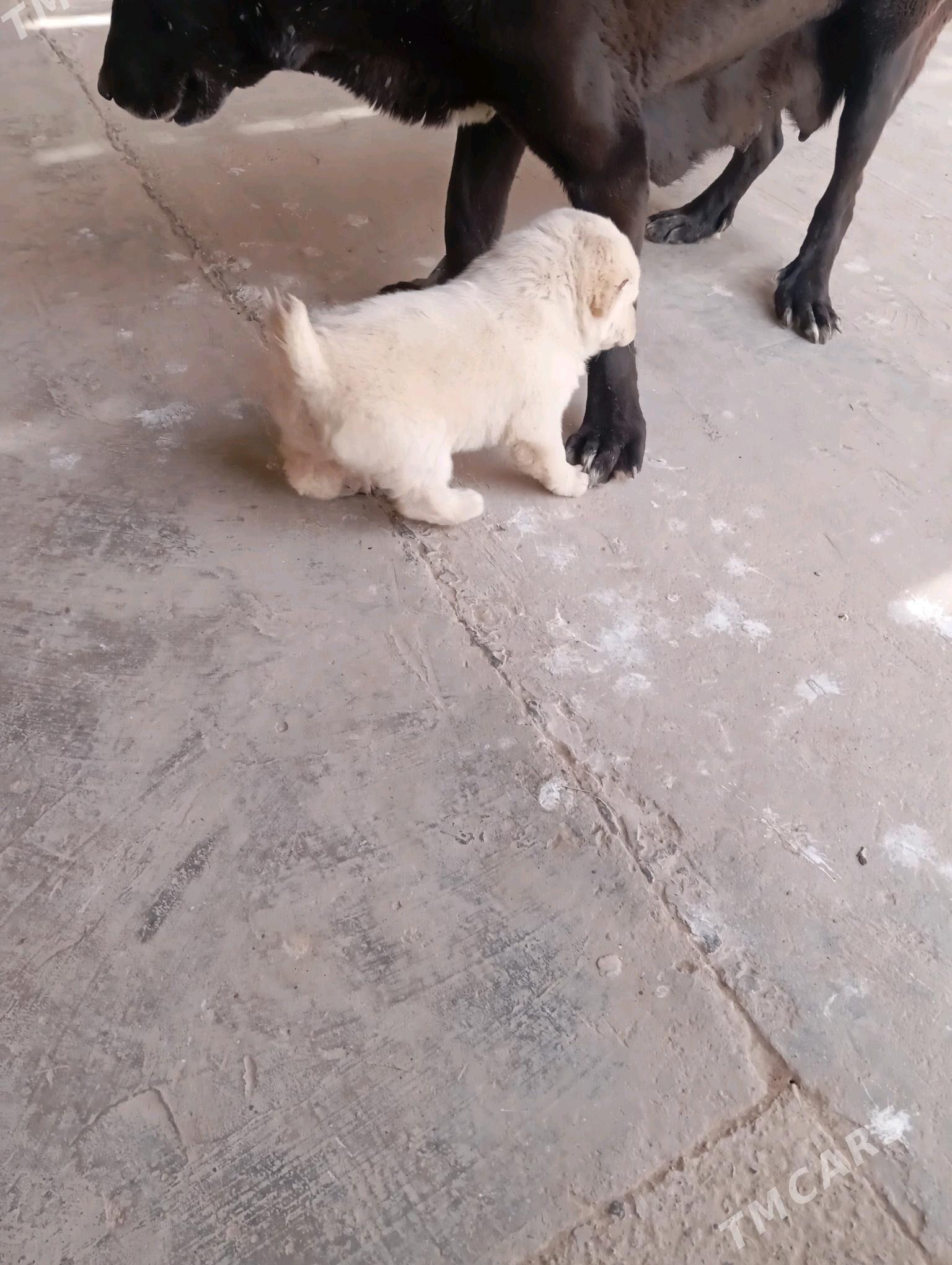 Ak bay - Ходжамбаз - img 2