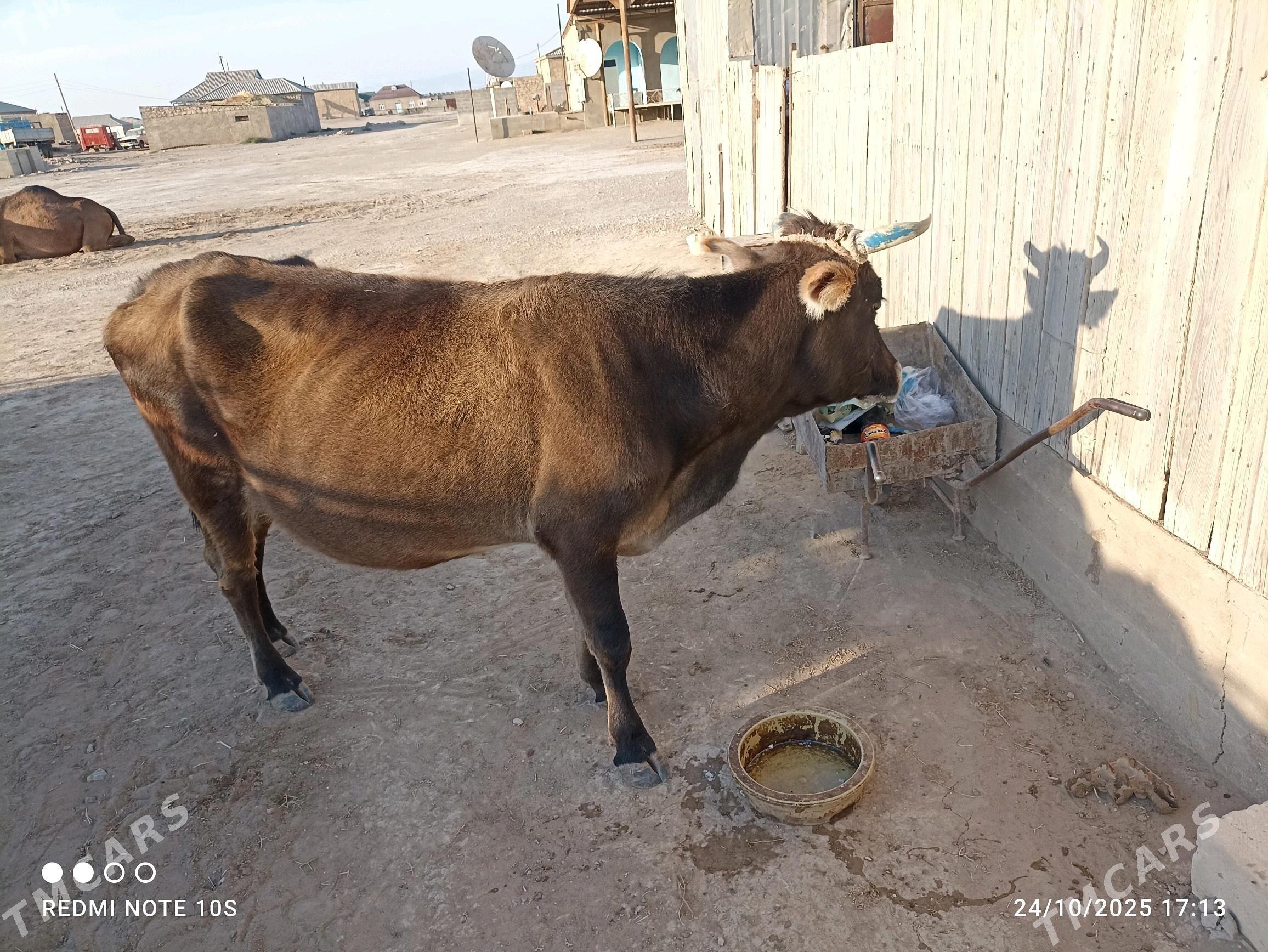 sygyr - Gumdag - img 2