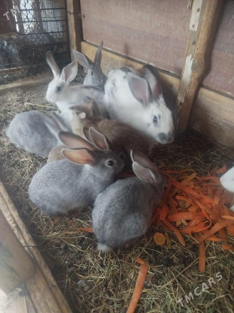 Towşan - Арзув - img 1