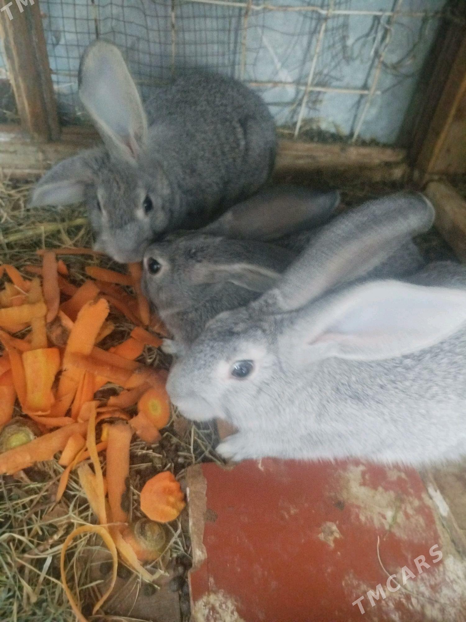 Towşan - Арзув - img 2