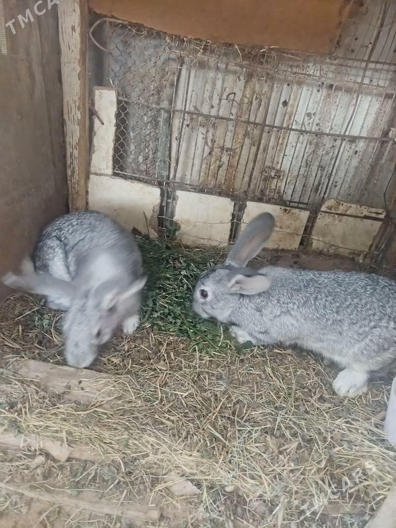 Towşan - Арзув - img 1