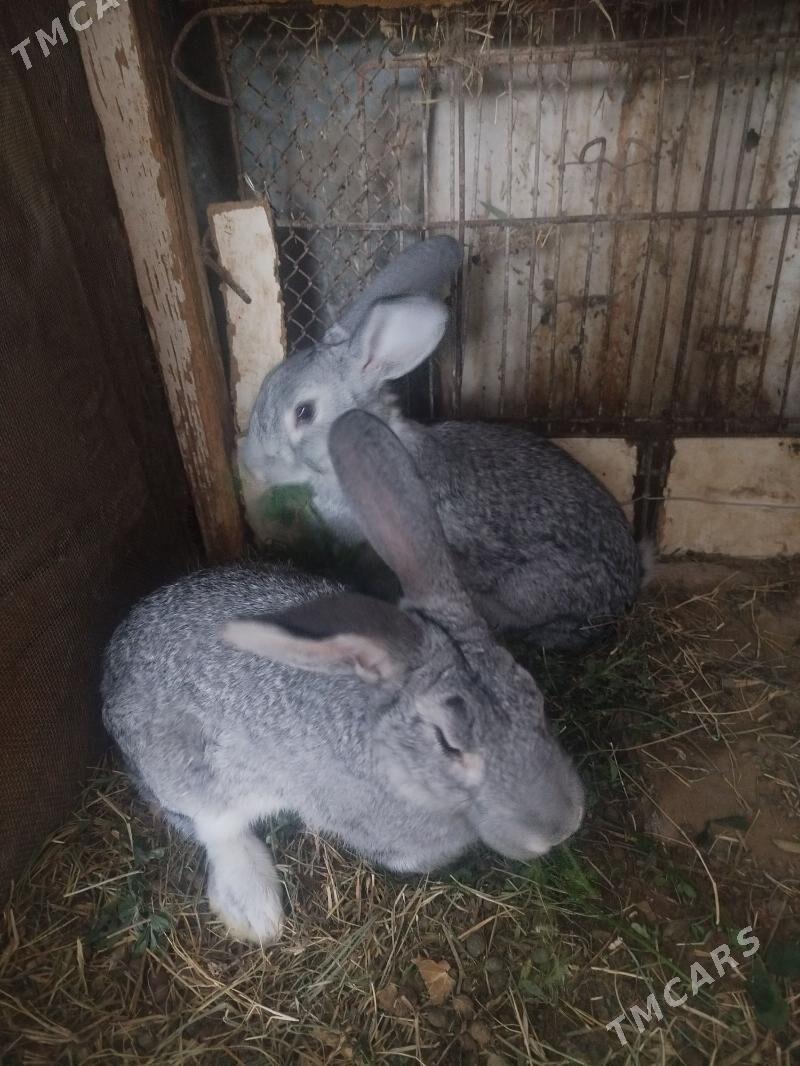 Towşan - Арзув - img 3