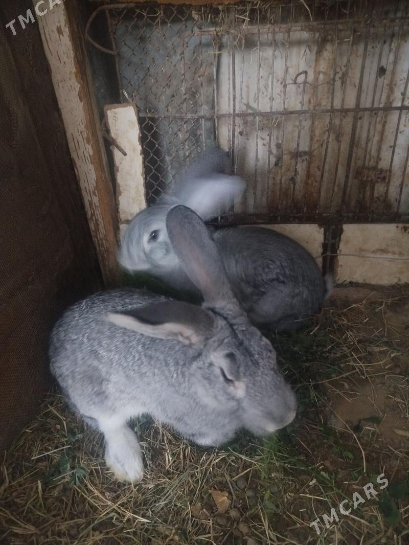 Towşan - Арзув - img 4