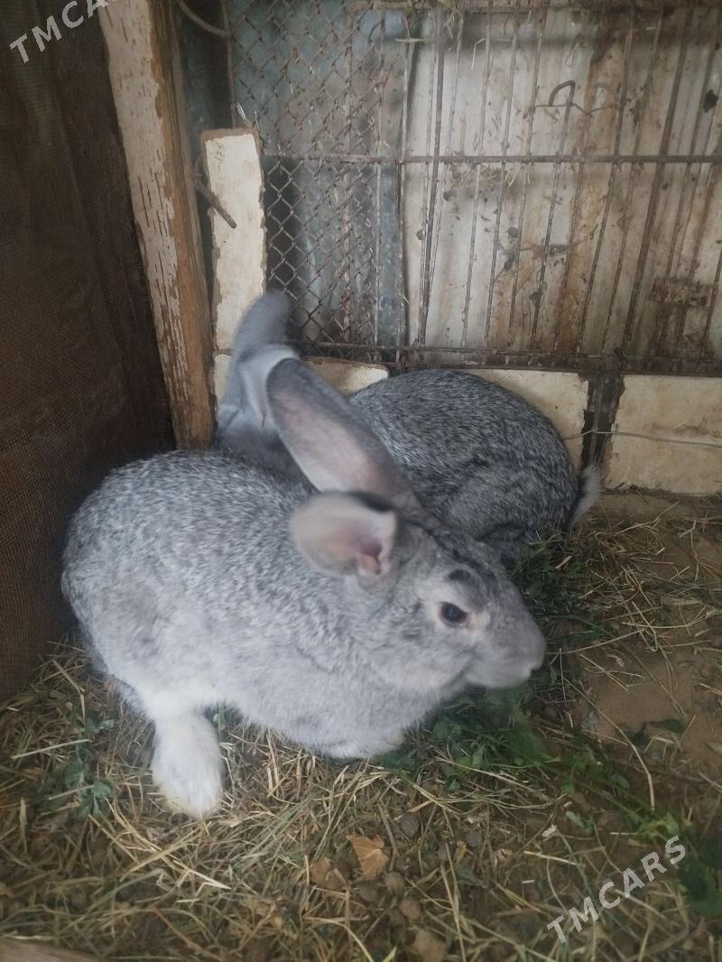 Towşan - Арзув - img 2