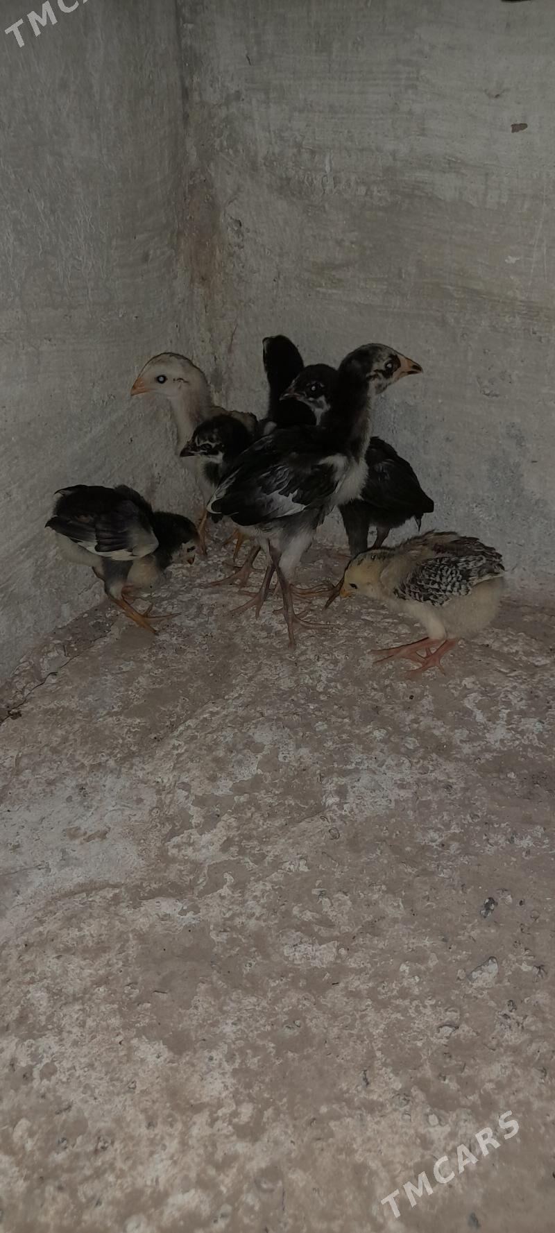 Azil jüýje - Garabekewül - img 3