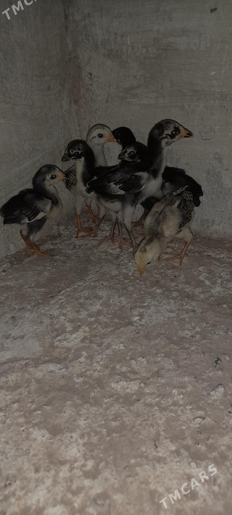 Azil jüýje - Garabekewül - img 2