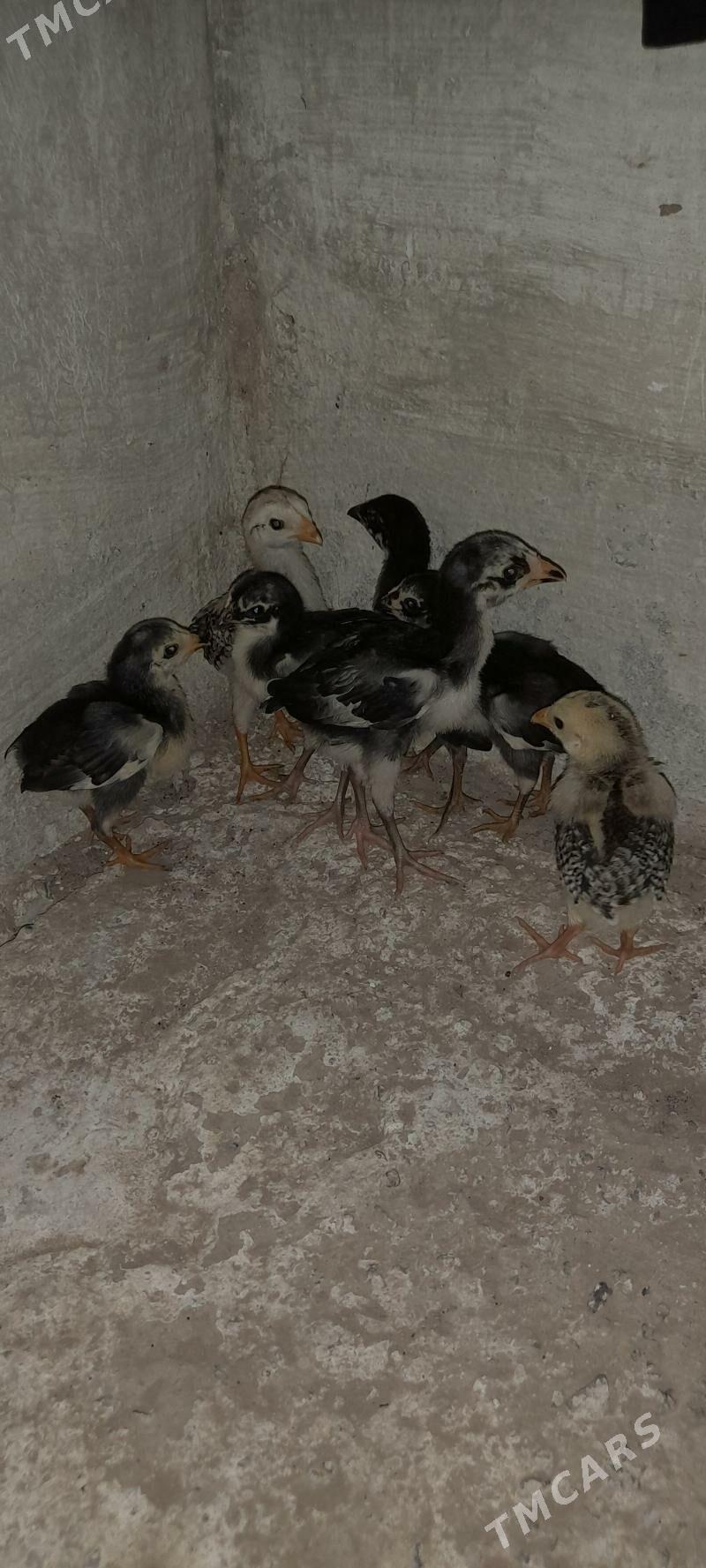 Azil jüýje - Гарабекевюл - img 1