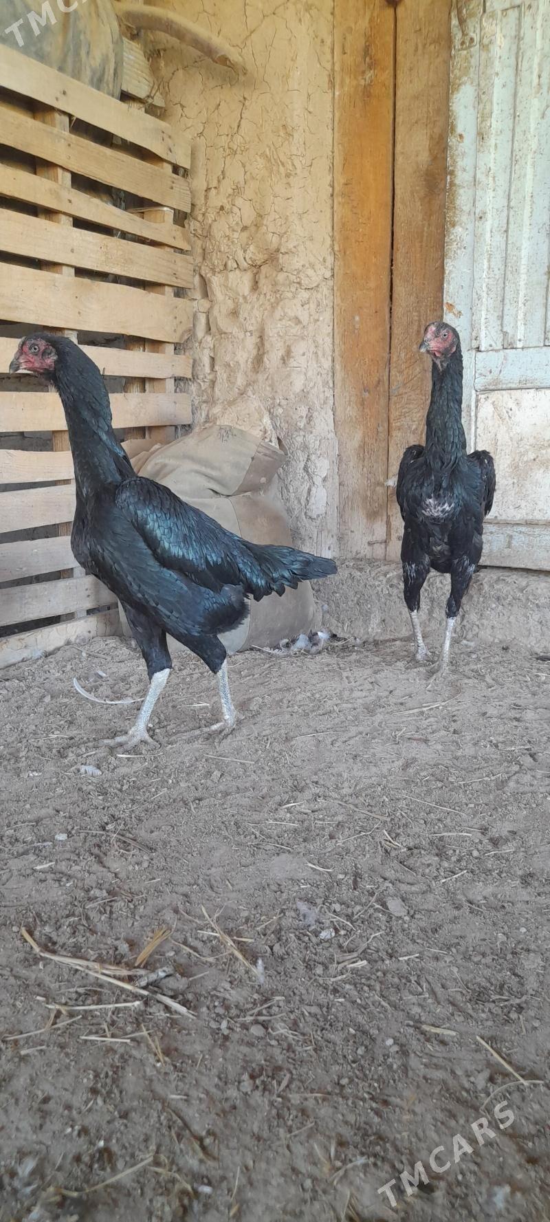 Azil jüýje - Garabekewül - img 4