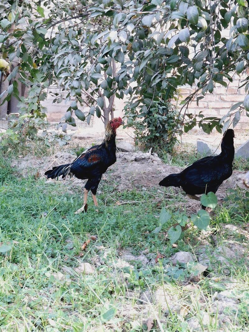 baysy - Сакар - img 3